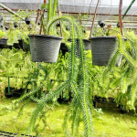 Хуперция H.SQUARROSA HANG SINGH