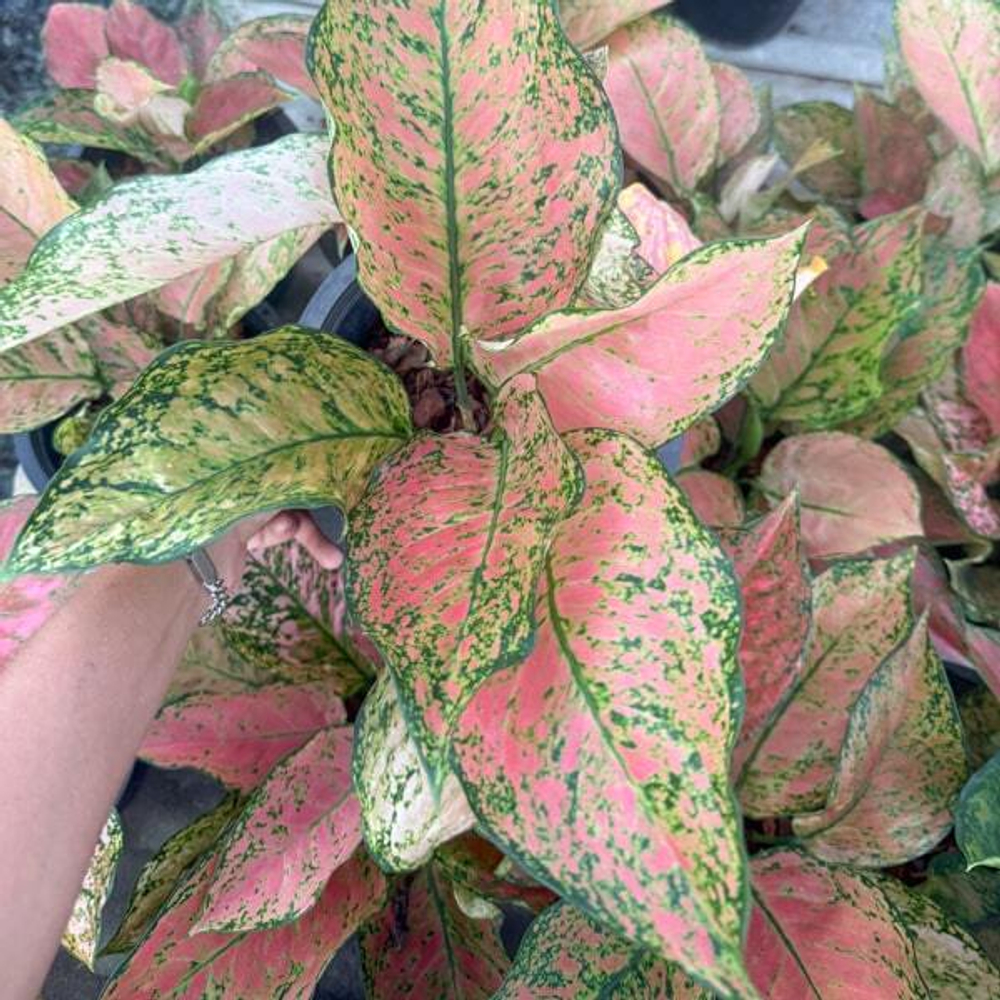 Аглаонема VALENTINE