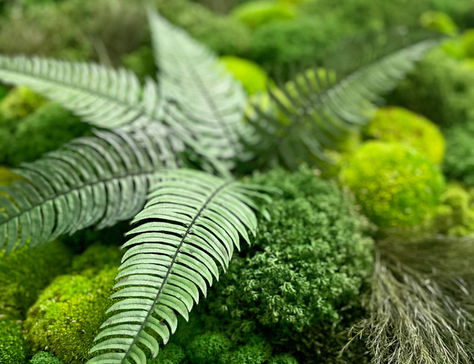 Стабилизированный мох и растения