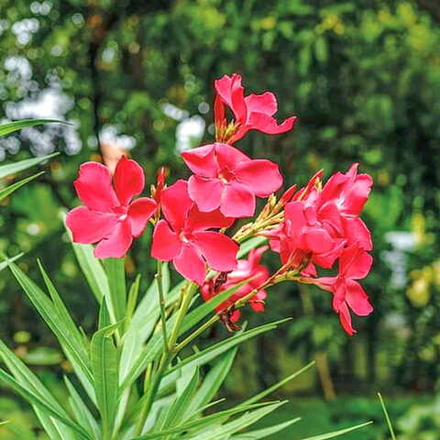 Олеандр красный