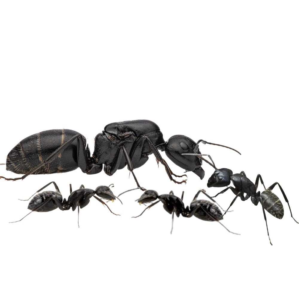 Муравьи Camponotus vagus (Чёрный муравей-древоточец)