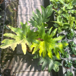 Филодендрон SELLOUM VAR