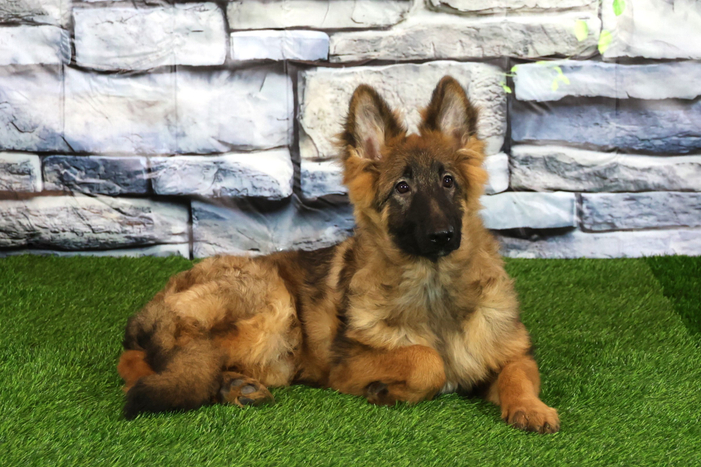 ЛАЙМ Из Поместья Боговик