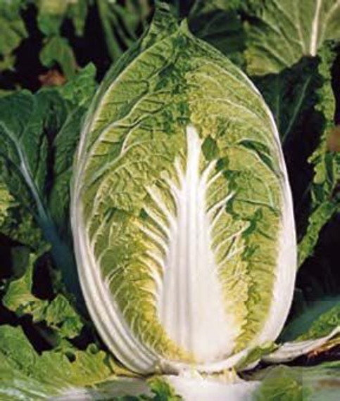 Юки F1 семена капусты пекинской (Sakata / Саката) – фото 2