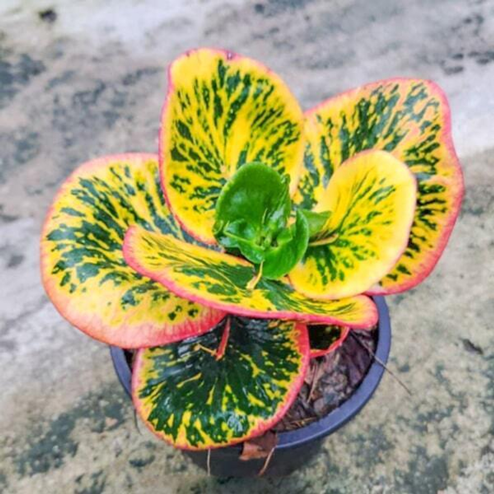 Кротон ROCHANA BAI KLOM