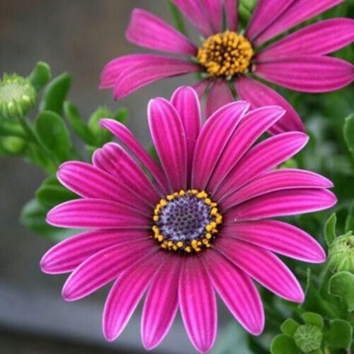 Остеоспермум Акилла Парпл