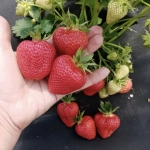 Саженцы садовой земляники (клубники) "АПРИКА" 4 шт