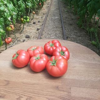 Томат Манекро F1 500 семян