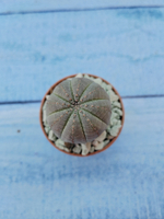 Euphoria Obesa (Эуфорбия)
