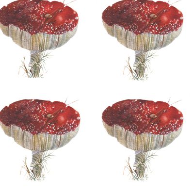 Red fly agaric in watercolor.