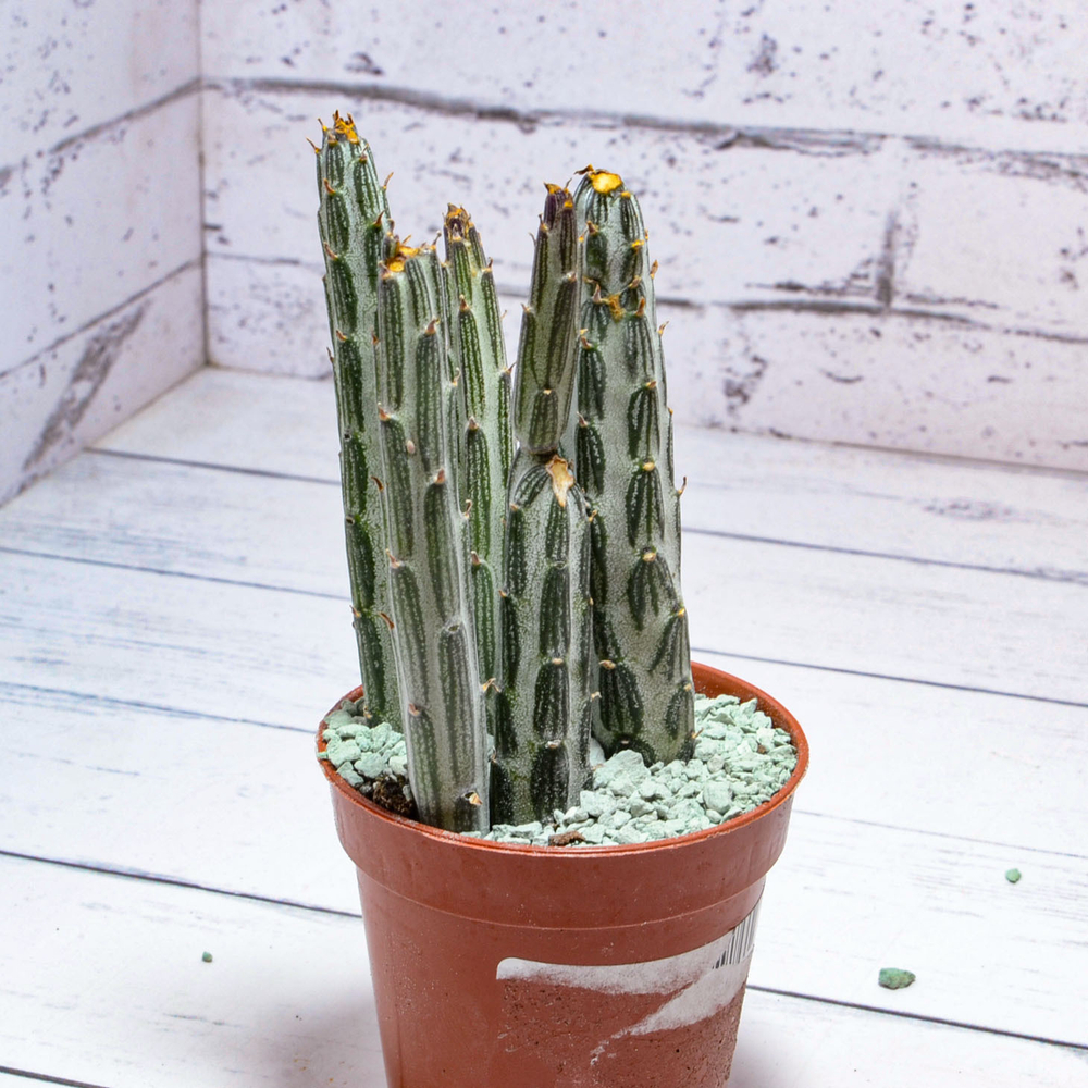 Senecio Stapeliiformis (Крестовник)