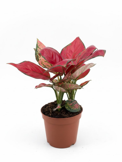 Аглаонема Red Coral д.12