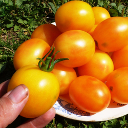 Помидоры Алыча
