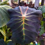 Колоказия STICK LOCUST