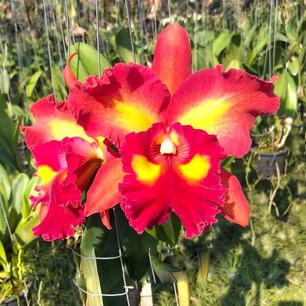 Орхидея ринхолелиокаттлея RLC. SIAM FIREWORK