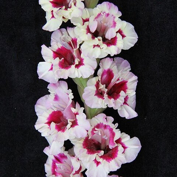 Гладиолус крупноцветковый Смутни Аккант