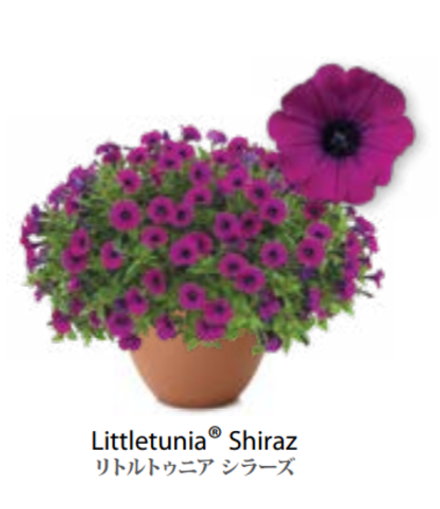 ЕВРО Petunia Littletunia Shiraz укорененный черенок середина декабря 25
