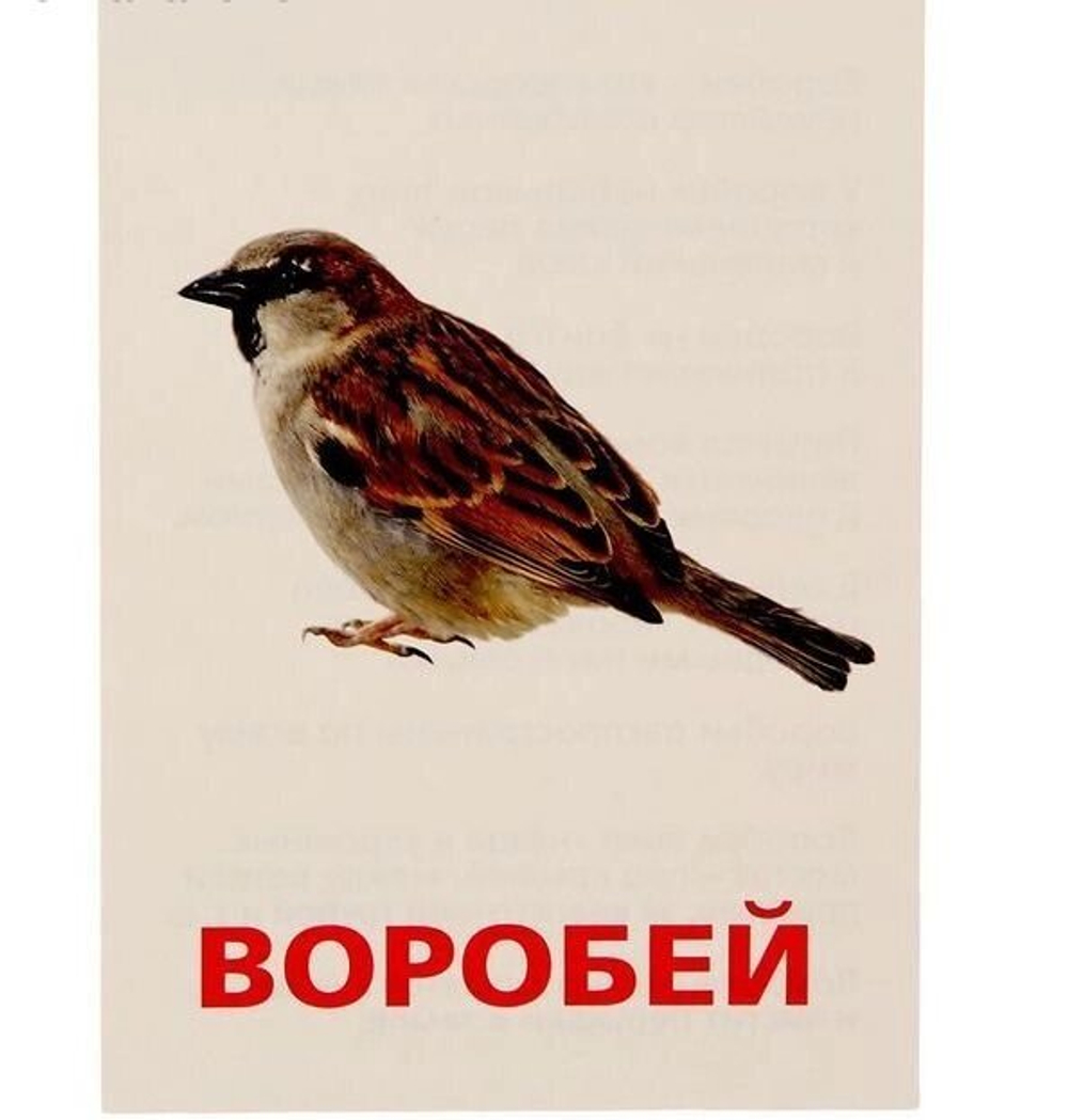 Обучающие карточки по методике Г. Домана "Птицы России" 1716782