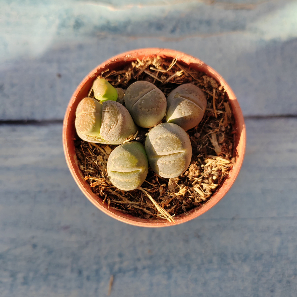 Lithops sp. (Литопсы)