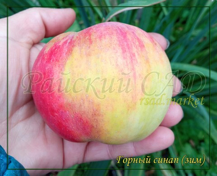 Яблоня Горный Синап