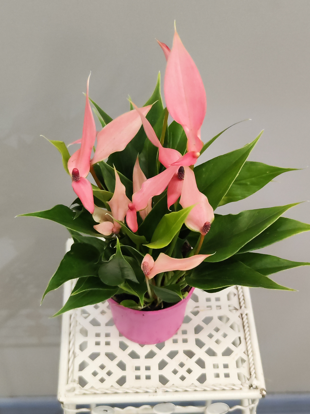 Антуриум Лили