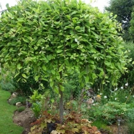 Ива цельнолистная Пендула С3 120-140 Ра 120-130