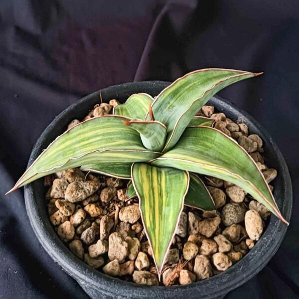 Сансевиерия BLUE KEW VAR