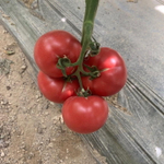 Пинквин F1 семена томата индетерминантного (Rijk Zwaan / Райк Цваан)