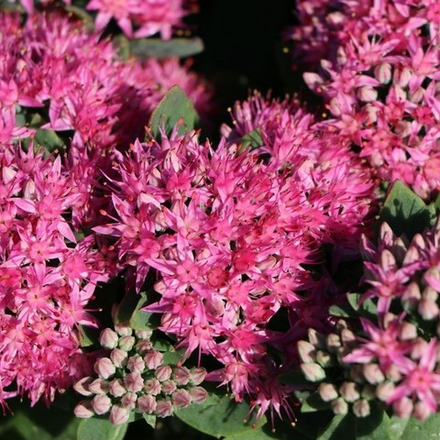 Очиток (Седум) Ред Спаркл С2