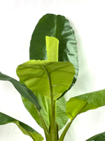 Банановая пальма 150 см.