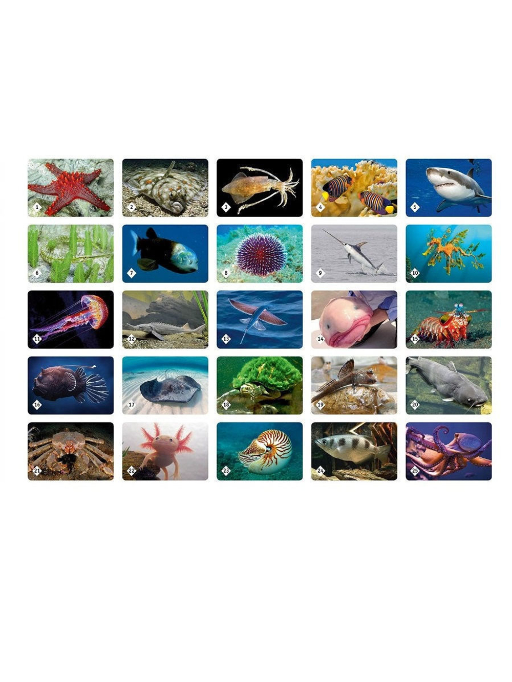 Мемо: Подводный мир