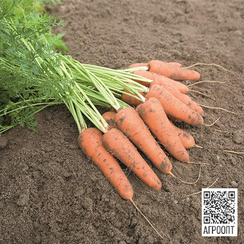 Карини семена моркови курода/шантане (Bejo / Бейо)