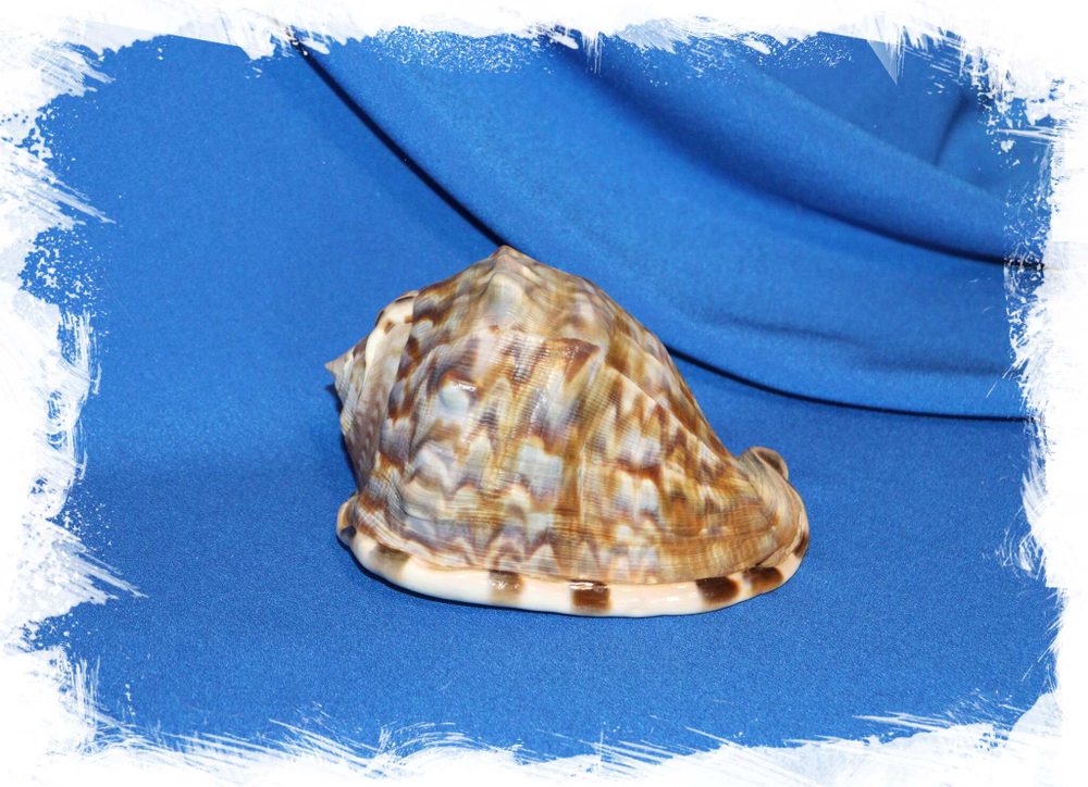 Раковина Кассис нораи (Cassis norai). Купить