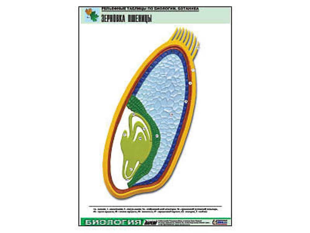 Рельефная таблица &amp;#34;Зерновка пшеницы&amp;#34; (формат А1, матовое ламинир.)