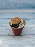 Lithops sp. (Литопсы)