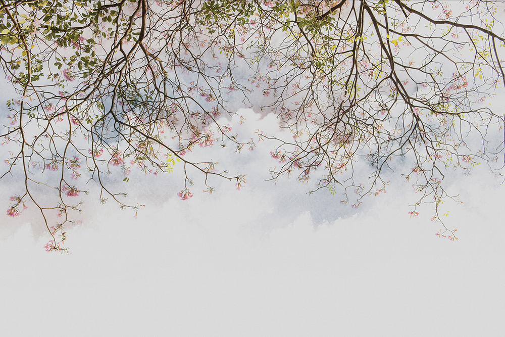 Коллекция VETVE