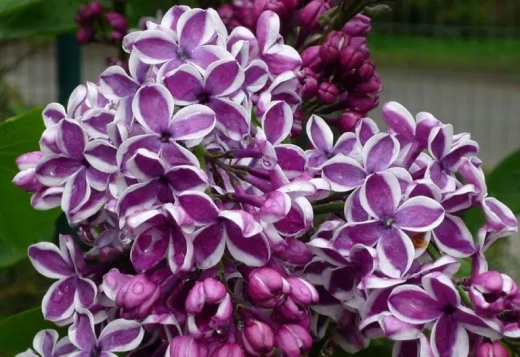 Сирень обыкновенная Сенсация Закупка М64 май 2026