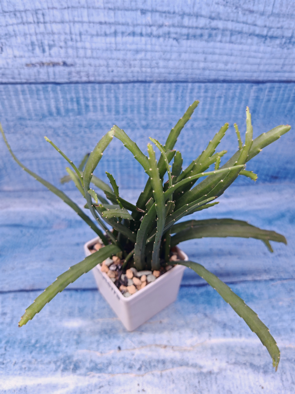 Lepismium Bolivianum (Леписпиум)