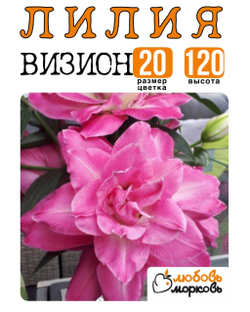 Лилия Луковица, Визион, восточный гибрид, 1 шт