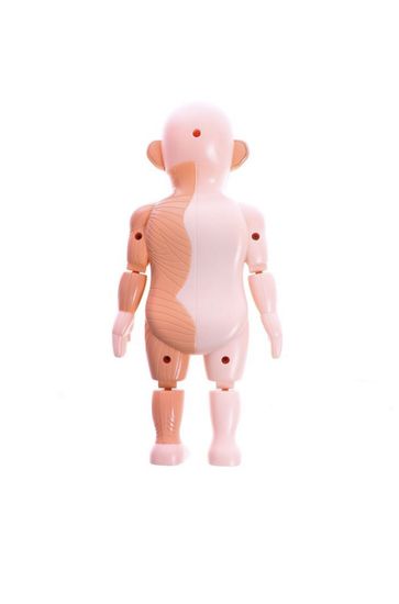 Набор для опытов "Научный набор 2В1",модель тела человека и лабораторная посуда