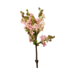 Сирень розовая, соцветие