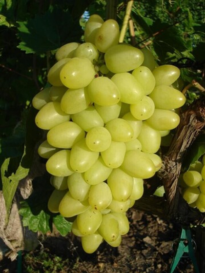 Виноград Аркадия (Настя), очень ранний 1шт