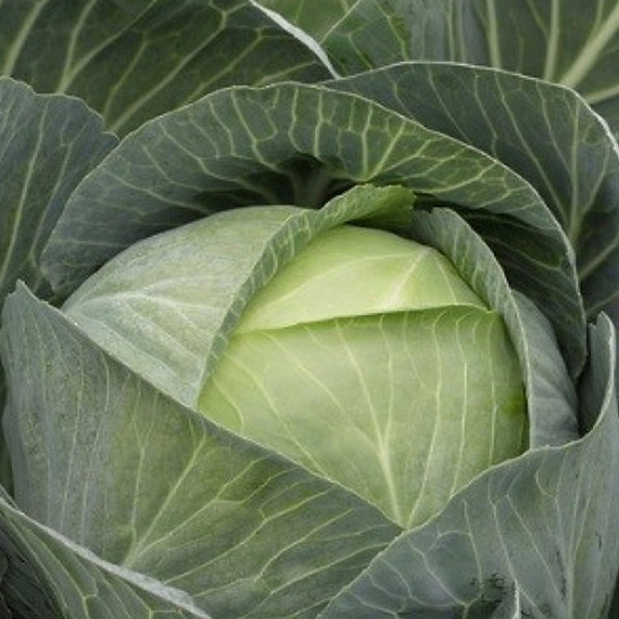 Сторидор F1 семена капусты белокочанной (Syngenta / Сингента) культура – фото 2