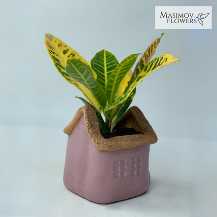 Композиция "Солнечный край"