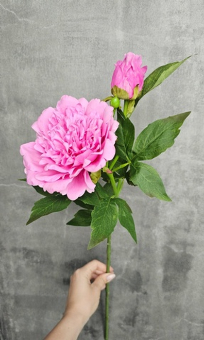 Пион силикон / Арт 2255