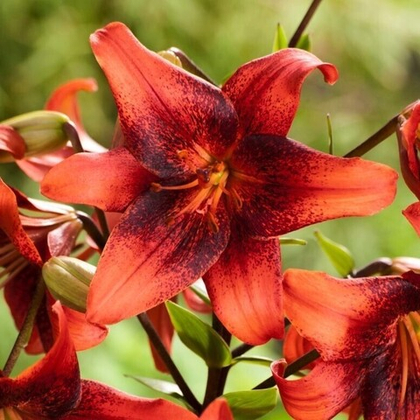 Лилия Стробери Эвент азиатская 1шт