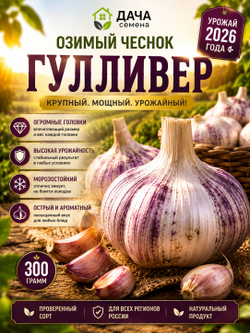 Чеснок озимый Гулливер 300 г, посадочный материал, семенной чеснок, крупные зубки, морозостойкий сорт