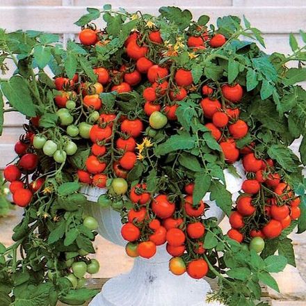 Рассада овощей на май