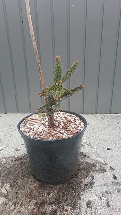 Ель обыкновенная Инверса С5л (20-30см) Закупка М35 наличие 2026