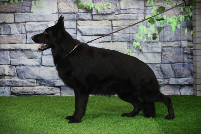 Туадаш СТЕЛЛА